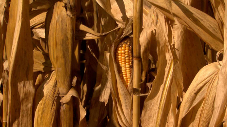 dry corn