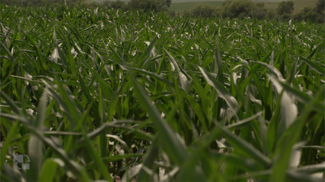 a cornfield