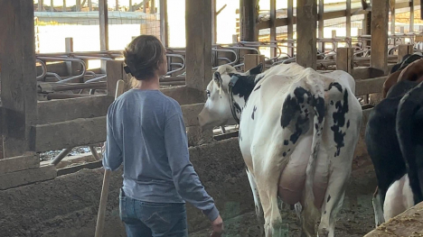 A woman and a cow.