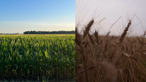 corn and wheat