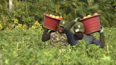 field workers