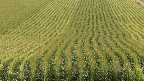 cornfield with tassels