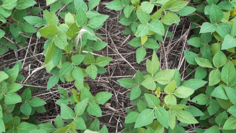 soybeans in cover crop residue