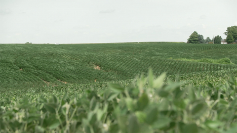 Soybean field in Iowa