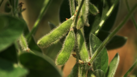 soybean pods