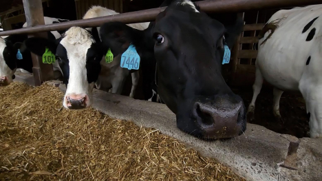 Freud Farms Dairy Cows