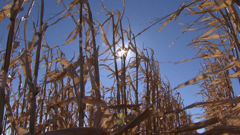 standing corn