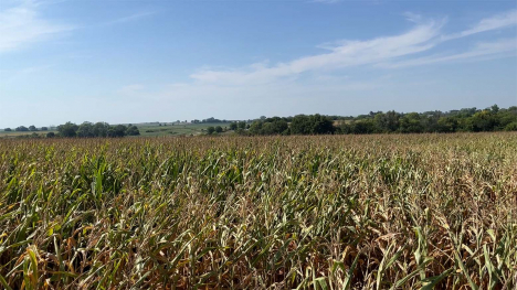 corn field under sun heat