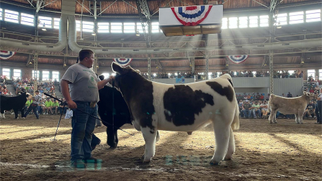 Mason Shalla in the show ring