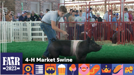 4-H Market Swine - young kid walking a pig