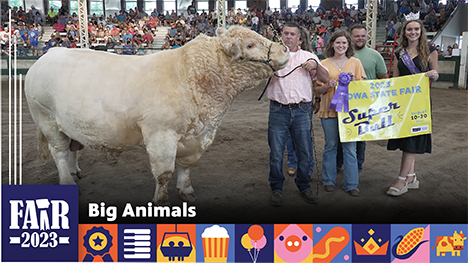 Big Animals - A large while bull stands next to its owners.