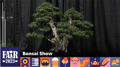 Bonsai Show - A Bonsai tree in front of a black curtain.