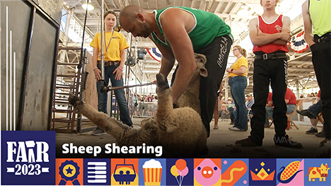 Sheep Shearing