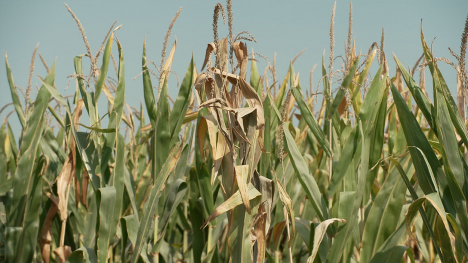 Brown corn plant