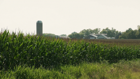 cornfield with farm buildings in the distance