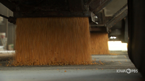 corn pouring from truck