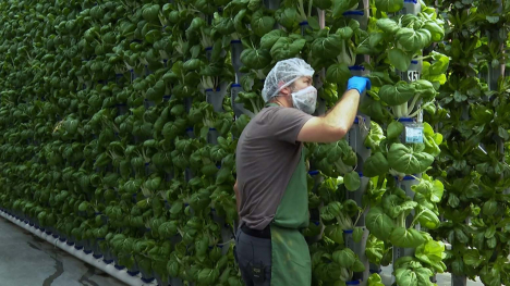 Worker harvests bok choy grown vertically