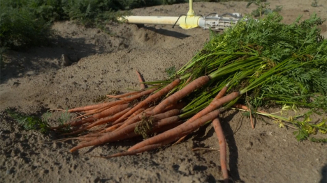 Carrots out of dirt next to water line.