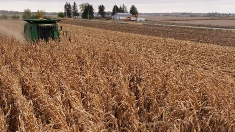 A combine harvesting.