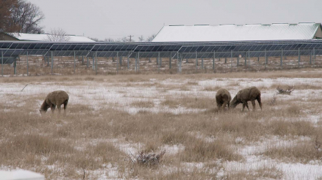 sheep grazing near solar panels