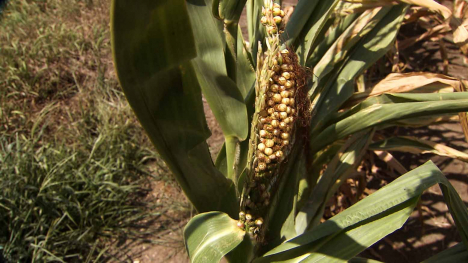 shriveled ear of corn