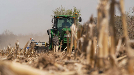 Farmer planting into standing cornstalks