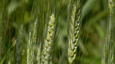 wheat