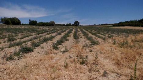 field dry from drought