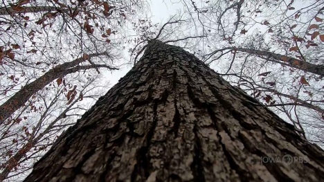 view up tree trunk