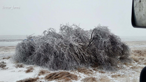 ice covered trees