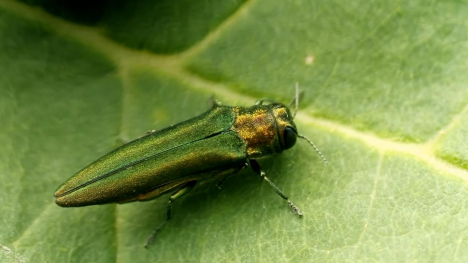 An Emerald Ash Borer on a leaf.