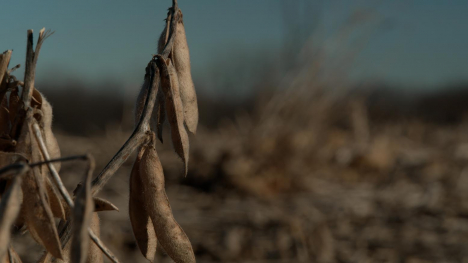 dried up bean plant