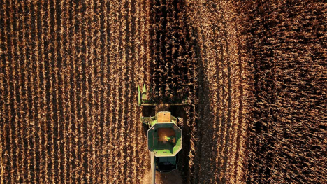 Combine in corn field harvest