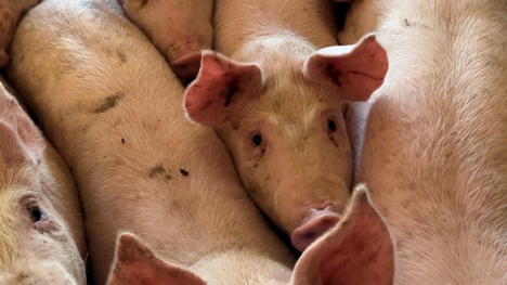 Hogs at Iowa Farm