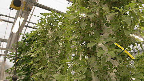 herb plants in a greenhouse