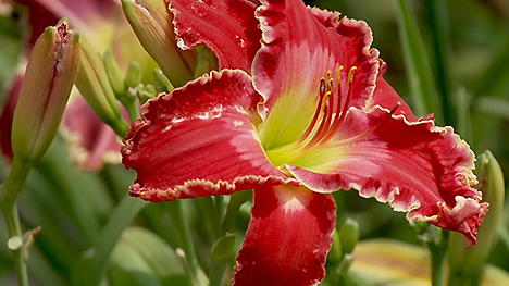 a red flower