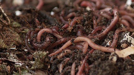 earth worms in the garden