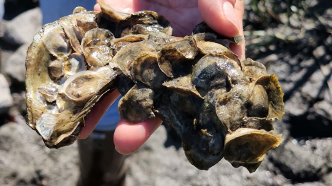 oyster shells