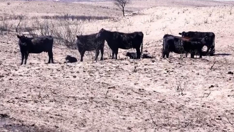 cows out in a dry field