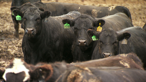 three steers on feedlot