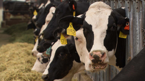 Dairy cow eating while looking at the camera with other dairy cattle in the background.