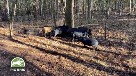 Wild hogs in the southern United States.