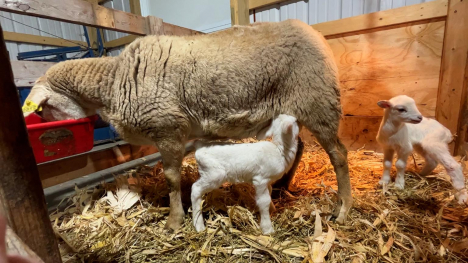 Lambs at a Nebraska Sheep Farm