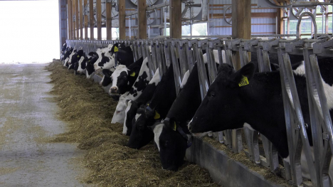 Dairy cattle at feeding time