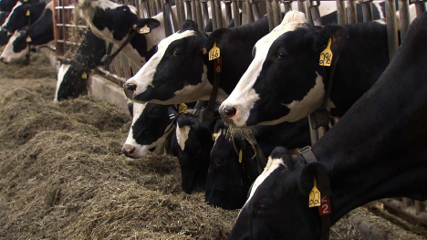 dairy cattle eating