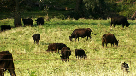 cattle grazing