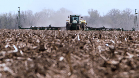 planting beans