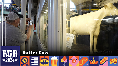 Butter Cow - A man reaches around a building support pole to take a photo of the 2024 butter cow.