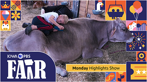 Fair 2024: Monday Highlights Show - A boy with his phone lying down on a resting cow.