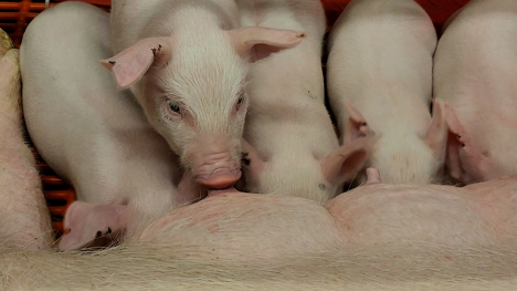 Piglets in the Midwest